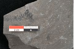 Foto (Detailansicht) von Sphenopteris sp. (NHMW-GEO-2024-0188-10480)